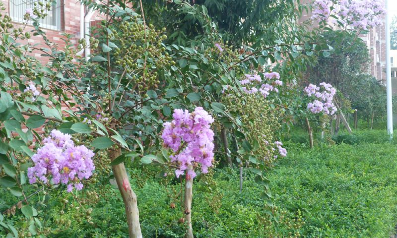 繁花似錦